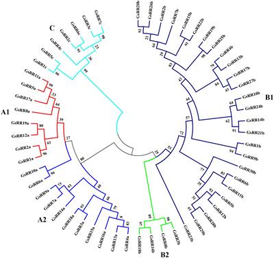 Genome-Wide Analysis of Glycine soja Response Regulator GsRR Genes Under Alkali and Salt Stresses